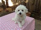 Photo of lilly for Maltese Names