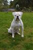 Photo of snorre  for American Bulldog Names