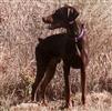Photo of tyrone for Doberman Pinscher Names