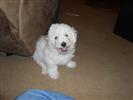 Photo of Casper for Cute Dog Names