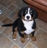 Photo of Rosti for Bernese Mountain Dog Names