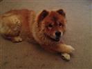 Photo of Yogi for Chow Chow Names