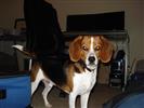 Photo of Conner for Beagle Names