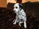 Photo of dollie for Dalmatian Names
