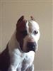 Photo of duchess for American Staffordshire Terrier Names