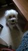 Photo of harley for Bichon Frise Names
