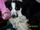 Photo of lilly for Border Collie Names