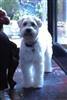 Photo of macy grey for Wheaten Terrier Names