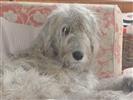 Photo of sir leo for Irish Wolfhound Names