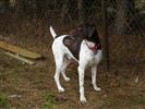 Photo of Gunny for German Shorthaired Pointer Names