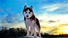 Photo of Mylo for Siberian Husky Names