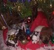 Photo of Holly  Noel Merry Belle for Christmas Dog Names