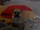 Photo of Zahara for American Bulldog Names
