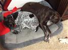 Photo of Abby Rose for German Shorthaired Pointer Names