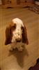 Photo of betty for Basset Hound Names