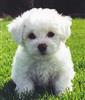 Photo of Daisy for Bichon Frise Names