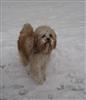 Photo of Isis for Tibetan Terrier Names