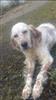 Photo of oden for English Setter Names
