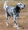 Photo of Remington for Spotted Dog Names