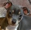Photo of Wrigley for Rat Terrier Names