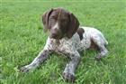 Photo of Juniper for German Shorthaired Pointer Names