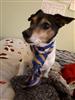 Photo of pirate stanley for Jack Russell Terrier Names