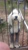 Photo of Nelly Blue for Old English Sheepdog Names