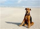 Photo of Max for Airedale Terrier Names