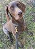 Photo of Becky for German Shorthaired Pointer Names