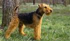 Photo of Ray for Airedale Terrier Names